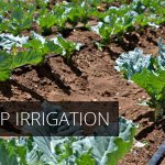 dripirrigation